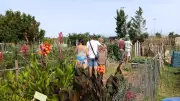 Portes ouvertes réussies pour les jardins partagés de l'Hort de Sainte-Agathe