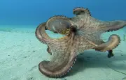Poulpe en Méditerranée : population en chute libre, pêcheurs et scientifiques alertent