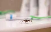 Pourquoi les araignées déclenchent-elles une peur instinctive ?