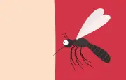 Pourquoi les moustiques vous piquent-ils plus que d'autres ?