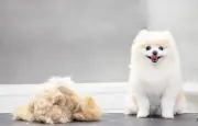 Pourquoi tondre son chien en été est une erreur pour les races à double pelage