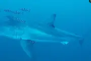Première vidéo sous-marine d'un grand requin blanc en Méditerranée