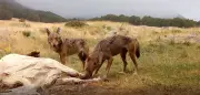 Projection d’un documentaire sur le loup entravée dans la Creuse