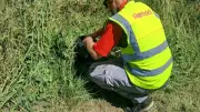 Pérols lance un plan anti-moustiques innovant et écologique