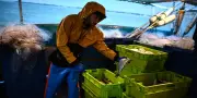 Protection des dauphins : nouvelle période sans pêche en 2027