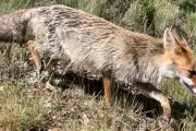 Récit d'une rencontre insolite avec une renarde sur une route varoise