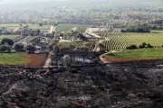 Reboisement de 15 hectares au Luc après l'incendie de Gonfaron en 2021