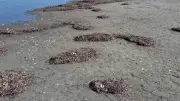 Retour spectaculaire des oiseaux protégés sur les tocs de l'étang de Thau