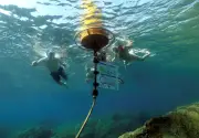Réserve marine Cerbère-Banyuls : un modèle mondial de biodiversité