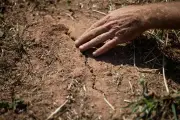 Sécheresse 2025 : près de la moitié des dégâts assurés par les catastrophes naturelles