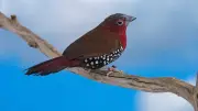 Show exotique grand sud : une bourse aux oiseaux haute en couleurs à Pérols