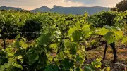 Soirée de gala au château Boisset : musique live et terroir