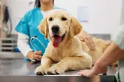 Stérilisation chien mâle : 5 idées reçues démystifiées