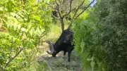 Taureau camarguais retrouvé après 22 jours de cavale dans le Gard