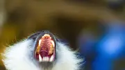 Thaïlande : un enfant de 6 ans tué par le singe de son grand-père