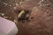 Tortue caouane à Cannes : tentative de ponte avortée sur la plage du Palais des Festivals