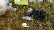 Trafic de chiens drogués et squats : le cauchemar des riverains à Nice