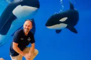 Transfert des orques de Marineland : le Loro Parque répond aux critiques