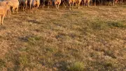 Transhumance au mont Lozère : 2 000 brebis en route pour l'estive