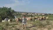 Transhumance à Colombiers : une fête intercommunale réussie sous le soleil