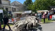 Transhumance en Lozère : le village de Saint-Hilaire-de-Lavit en fête