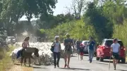 Transhumance à Gignac : 860 brebis traversent la ville