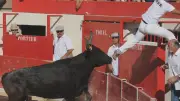 Trophée du Club Taurin Lou Razet : deux jours de course camarguaise à Pérols