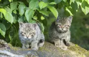 Un adolescent de 16 ans interpellé pour avoir torturé et tué deux chatons dans le Doubs