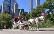 Un adolescent meurt dans un accident de calèche à Central Park