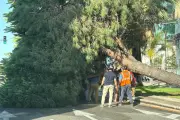 Un arbre chute sur une voiture sur la Promenade des Anglais : pas de blessés