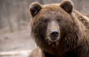 Un Bulgare blessé par un ours en Roumanie en voulant le nourrir