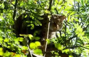 Un chasseur confond un chat sauvage avec un lynx et est condamné