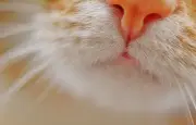 Un chat vedette vole la scène à Roméo et Juliette à Izmir