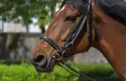 Un cheval de course sème la panique sur l'A62 en Haute-Garonne