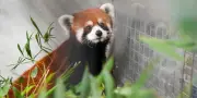 Un couple de pandas roux chinois infiltré à Taïwan