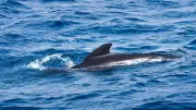 Un dauphin s'échoue mort sur une plage d'Antibes, une autopsie prévue