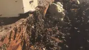 Un essaim d'abeilles sauvé des gravats trouve un protecteur