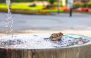 Un oiseau peut mourir de chaud : les signes et gestes qui sauvent