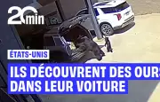Un ourson dans le coffre, la mère dans l'habitacle : une famille américaine surprise