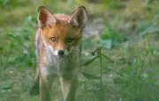 Un Varois promet de ne plus chasser le renard après une rencontre insolite