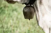 Une vache donne naissance à des jumeaux de races différentes en Moselle