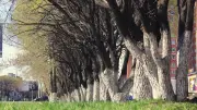 Vandalisme d'arbres à Aix-en-Provence : trois suspects filmés