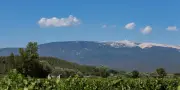 Ventoux : l'ascension discrète d'une appellation qui voit la vie en rose