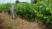 Vigne et langue occitane : une conférence à Baillargues le 13 juin