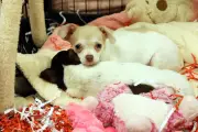 Villeneuve-Loubet interdit les salons de vente de chiots et chatons