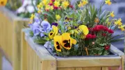 Vols de fleurs à Fontaine : le maire en appelle à la dénonciation