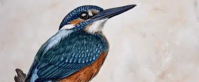 8e Journées de l'oiseau : art et nature dans les gorges du Tarn