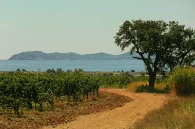 Après le succès des cuvées pâles, le rosé retrouve des couleurs