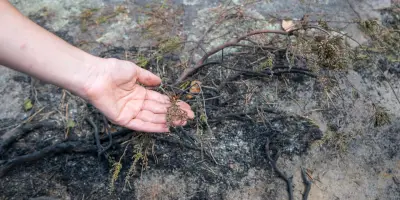 Après les feux, le lent retour de la forêt : « On a le sentiment qu’il n’y a plus du tout de vie, mais en réalité il y en a encore »