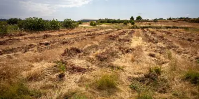 Arrachage des vignes en Occitanie : une transformation paysagère inédite